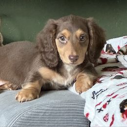 Stella - Dachshund