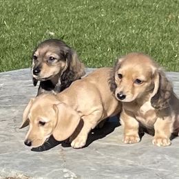 Dachshund puppies from Northwest Dachshunds