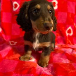 Maverick 1 - Chocolate and tan male Dachshund puppy in Penn Run, Pennsylvania from Shannon’s Dachshunds