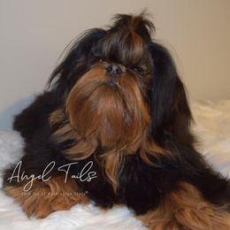 Boots - Shih Tzu