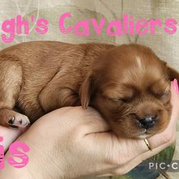 Iris - Ruby female Cavalier King Charles Spaniel puppy in Racine County, Wisconsin from Hough's Danes and Cavaliers