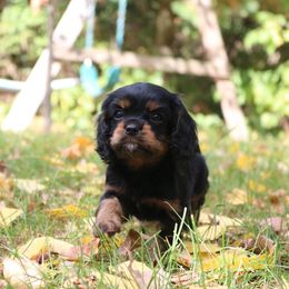 Girl 3 - Cavalier King Charles Spaniel puppy in Hancock, Wisconsin from Wisconsin Cavaliers