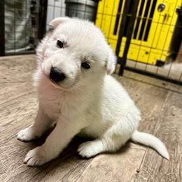 Jester - White male Berger Blanc Suisse puppy in West Alexandri, Ohio from Twisted Acres