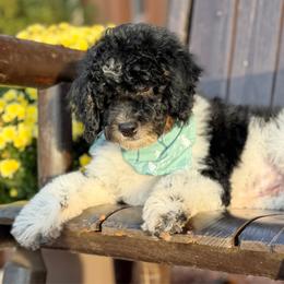 Maverick - Tri-color male Bernedoodle puppy in Wickenburg, Arizona from Houskerville Doodles