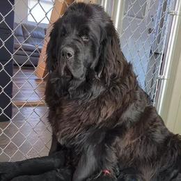 Patsie - Newfoundland