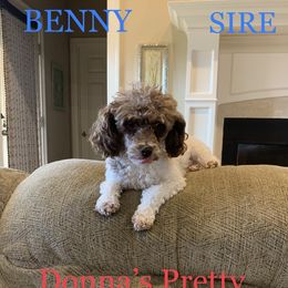 Benny - Poodle