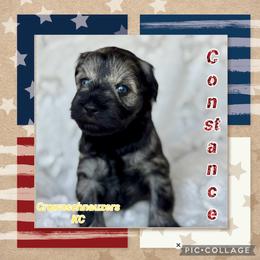 Constance - Salt and pepper female Miniature Schnauzer puppy in Independence, Missouri from Crown Schnauzers KC