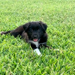 Australian Shepherd and Miniature Australian Shepherd Puppies from Integrity Aussies Tx