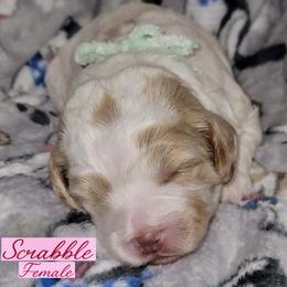 Scrabble - Red female Australian Labradoodle puppy in Beecher, Illinois from Erica’s Doodles