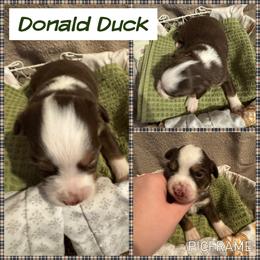 Donald Duck - Red tri male Toy Australian Shepherd puppy in Menan, Idaho from Teton Toy Aussies