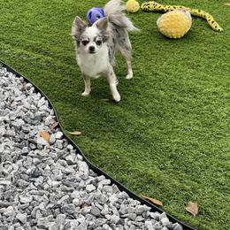 Audi - Chihuahua