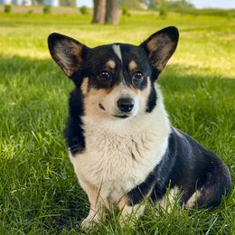 Muffin - Pembroke Welsh Corgi