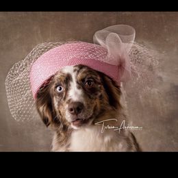 Scarlet - Australian Shepherd
