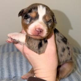 Noëlle - Blue merle female Australian Shepherd puppy in Anniston, Alabama from All Hale Aussies