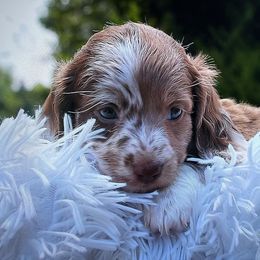 Rust - Dapple male Dachshund puppy in Bentonville, Arkansas from T & D Dachshunds by design