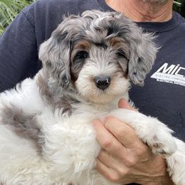 Alfie - Grey and white male Bernedoodle puppy in Palm Desert, California from Palm Canyon Bernedoodles