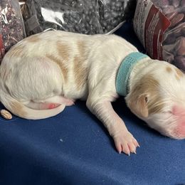 BEEP - Orange and white male Brittany puppy in Windsor, Colorado from Habig Family Brittany’s