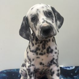 Blue Boy - White and black male Dalmatian puppy in Stokesdale, North Carolina from Cosmic Spots Dalmatians