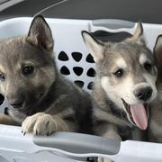Alaskan Klee Kai from Woller Pups