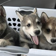 Alaskan Klee Kai from Woller Pups