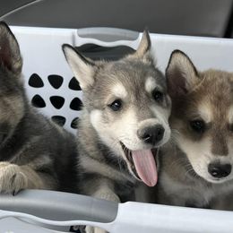 Alaskan Klee Kai from Woller Pups