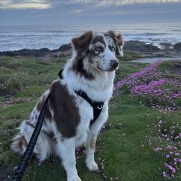Sadie - Australian Shepherd