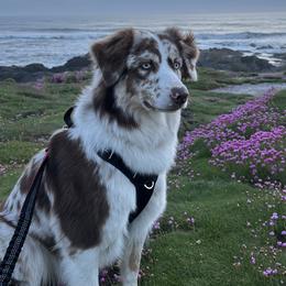 Sadie - Australian Shepherd