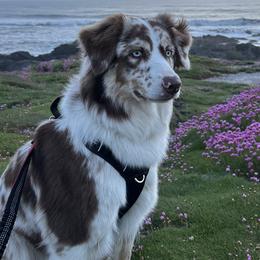 Sadie - Australian Shepherd