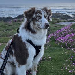 Sadie - Australian Shepherd