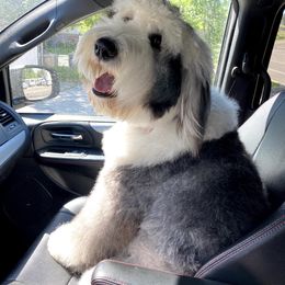 Aggie - Old English Sheepdog
