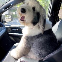 Aggie - Old English Sheepdog