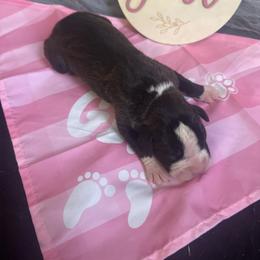 Girl 1 - Brindle female Boxer puppy in Lakeland, Florida from Cote's Boxers
