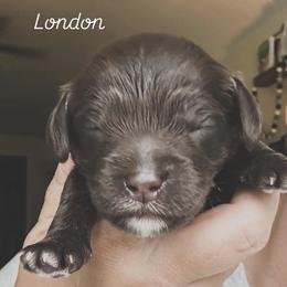 London - Chocolate female Australian Labradoodle puppy in Chuluota, Florida from Delano Australian Labradoodles