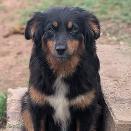 Miniature Australian Shepherds from Wrenfalls Paradise
