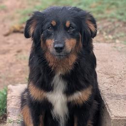 Miniature Australian Shepherds from Wrenfalls Paradise