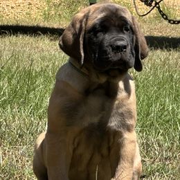 Green Girl - Apricot female Mastiff puppy in Millport, Alabama from Beaver Creek Mastiffs