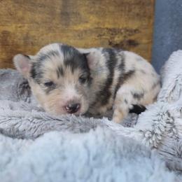 Girl 3 - Merle female Pomsky puppy in La/Oc, California from SoCal Pomskies LLC
