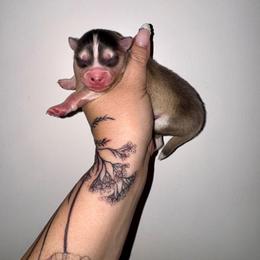 Silver - Silver and white male Pomsky puppy in La Verne, California from Red Cedar Pomskies