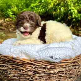 Magnolia - Brown and white female Bernedoodle puppy in Thornville, Ohio from Four Front Doodles & Friends