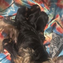 Laynie - Yorkshire Terrier