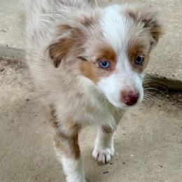 Dakota (tail) - Red merle female Toy Australian Shepherd puppy in College Station, Texas from South Paw Toy Aussies