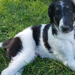 Borzoi and Silken Windhound Puppies from Envious Borzoi & Silken Windhounds