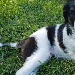 Borzoi and Silken Windhound Puppies from Envious Borzoi & Silken Windhounds