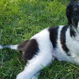 Borzoi and Silken Windhound Puppies from Envious Borzoi & Silken Windhounds