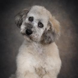 Marlowe -  Trained - Merle female Whoodle puppy in Youngstown, Florida from Wonderland’s Boujie Kennels