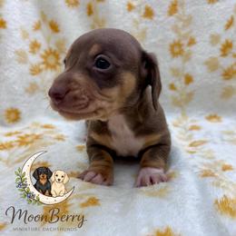 Mantis-CKC - Chocolate and tan male Dachshund puppy in Tecumseh, Oklahoma from MoonBerry Miniature Dachshunds
