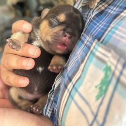 French Bulldog Puppies from Kismet French Bulldogs