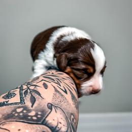 Drift - Red tri female Miniature Australian Shepherd puppy in Shingletown, California from Whiskeytown Aussies