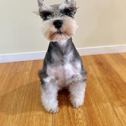 Ivy - Miniature Schnauzer