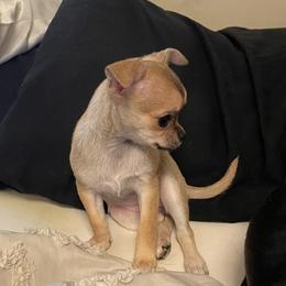 Nina - Fawn female Chihuahua puppy in Lake City, Florida from Faith's Heavenly Chihuahuas